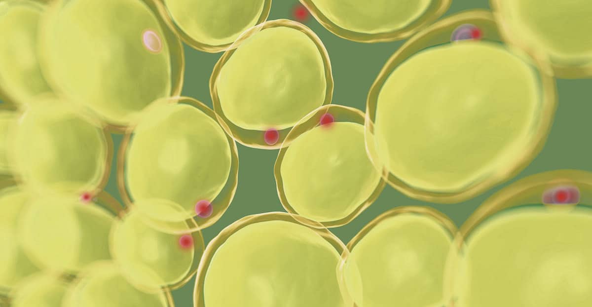 stem-cells-types-tasks-fat-tissue-mesenchymal