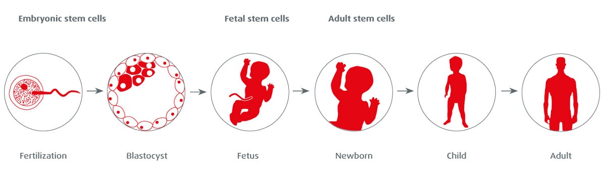 stem-cells-types-tasks-ontogenesis